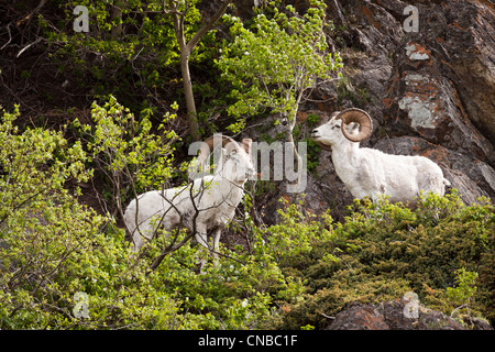 Dall béliers parcourir sur les feuilles dans la Chugach Mountains, Southcentral Alaska, l'été Banque D'Images