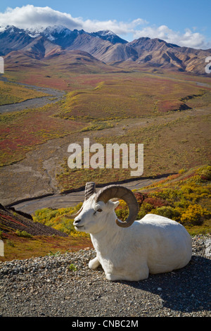 Une ram Dall se trouve sur l'épaulement de la route du parc surplombant la vallée de la rivière Col polychrome, Denali National Park et préserver Banque D'Images