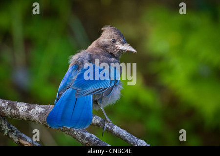 Geai de Steller chick est assis sur une branche, près de Valdez, Southcentral Alaska, l'été Banque D'Images