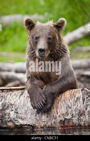 Ours brun sub-adultes repose sur un journal tombé dans le fleuve russe, Southcentral Alaska, l'été Banque D'Images