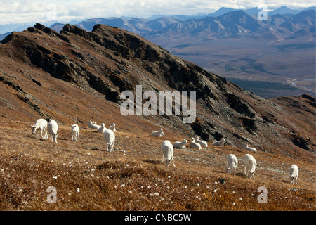 Une bande de Dall les brebis et les agneaux pâturent sur une colline dans le Parc National Denali et préserver, de l'intérieur de l'Alaska, l'automne Banque D'Images