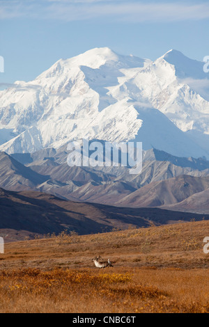 Un caribou s'exécute à travers la toundra avec Mt. McKinley se dessinent dans l'arrière-plan, le Parc National Denali et préserver, de l'intérieur de l'Alaska Banque D'Images