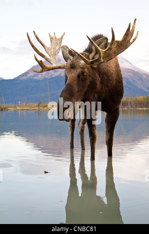 Captif : Bull Moose promenades à travers l'eau à marée haute, Alaska Wildlife Conservation Center, Southcentral Alaska, automne Banque D'Images