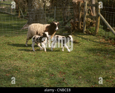 Moutons et agneaux de Jacob Banque D'Images