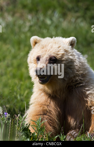 L'ours grizzli adultes avec bouche ouverte mange de l'herbe dans l'autoroute passent dans le Parc National Denali et préserver, de l'intérieur de l'Alaska, l'été Banque D'Images