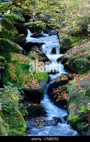 France, Limousin, Parc Naturel Régional de Millevaches (Parc Naturel Régional de Millevaches), à l'automne de la rivière Vézère Banque D'Images