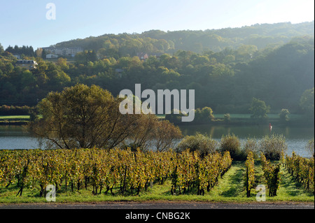 France, Moselle, vallée de la Moselle, Contz-les-Bains, le vignoble Banque D'Images