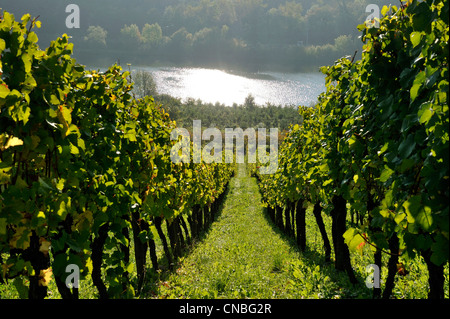 France, Moselle, vallée de la Moselle, Contz-les-Bains, le vignoble Banque D'Images