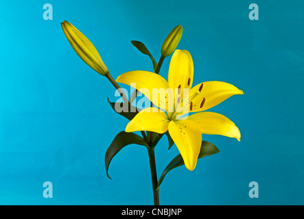 Lilium asiaticum jaune ou lis de Pâques, Lis Asiatique Banque D'Images