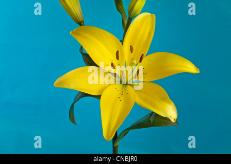 Lilium asiaticum jaune ou lis de Pâques, Lis Asiatique Banque D'Images