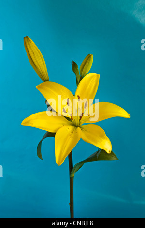 Lilium asiaticum jaune ou lis de Pâques, Lis Asiatique Banque D'Images