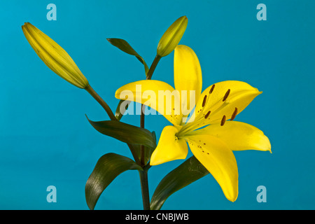 Lilium asiaticum jaune ou lis de Pâques, Lis Asiatique Banque D'Images