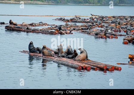 Les Lions de mer de Steller et Califonia at Craig Bay logging yard, Nanoose Bay l'île de Vancouver en Colombie-Britannique. 8099 SCO Banque D'Images