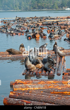 Les Lions de mer de Steller et Califonia at Craig Bay logging yard, Nanoose Bay l'île de Vancouver en Colombie-Britannique. 8103 SCO Banque D'Images