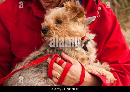 Yorkshire Terrier prises pour marcher sur la plage au début du printemps. Banque D'Images