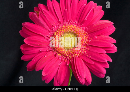 Marguerites Gerbera rose Banque D'Images