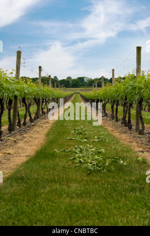 Longue rangée de vignes plantées dans les champs d'un vignoble. Banque D'Images