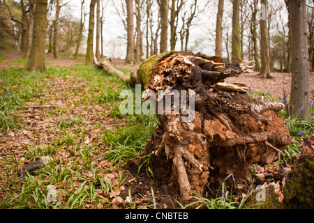 Hêtre tombé avec l'ancien tapis bluebells, plancher bois Banque D'Images