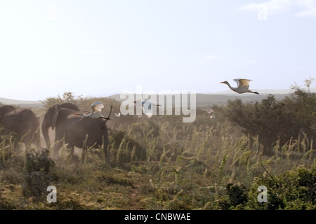 Troupeau d'éléphants chassé par les aigrettes de bétail Addo Elephant Park, Garden route, Afrique du Sud Banque D'Images