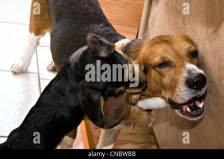 Deux jeunes chiens jouer combats à l'intérieur. Le chiot va pour le beagles les oreilles. Banque D'Images