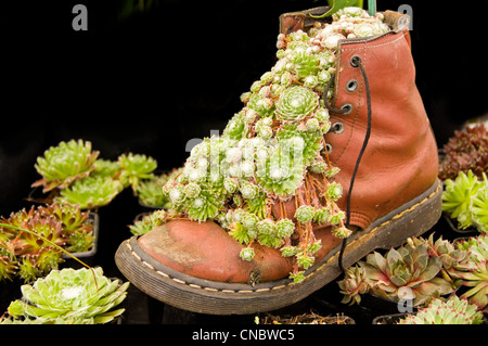 Close up horizontale d'un vieux leather boot planté d'une variété de plantes Echeveria. Banque D'Images