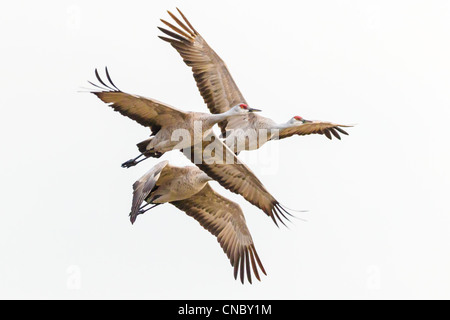 Groupe familial de Grues du Canada (Grus canadensis) l'avion de se nourrir dans les champs de maïs après avoir passé la nuit sur la rivière Platte Banque D'Images