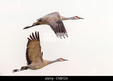 Groupe familial de Grues du Canada (Grus canadensis) l'avion de se nourrir dans les champs de maïs après avoir passé la nuit sur la rivière Platte Banque D'Images