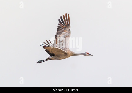 Grue du Canada (Grus canadensis) l'avion de se nourrir dans les champs de maïs après avoir passé la nuit sur la rivière Platte Banque D'Images