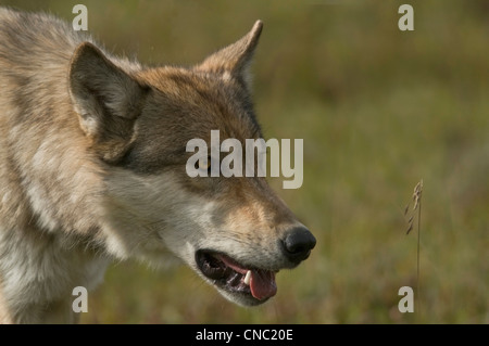 Le loup (Canis lupus) Parc National Denali, en Alaska. Banque D'Images