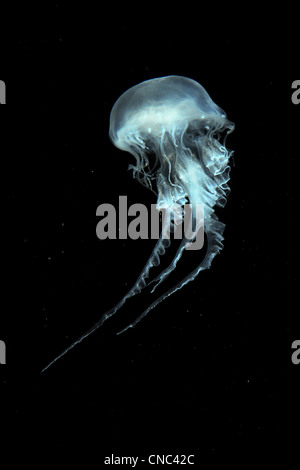 La mer de l'Atlantique au cours de natation de méduses d'ortie un fond sombre Banque D'Images