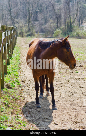 Horse à Hidden Valley Farm au Ridley Creek State Park, New Jersey, USA Banque D'Images