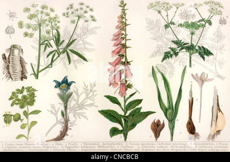 Illustration historique du 19ème siècle, l'inscription de plantes toxiques Banque D'Images