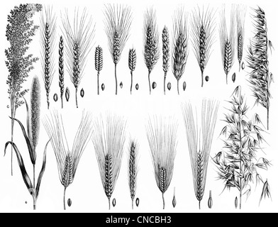 L'inscription de différentes sortes de grains Banque D'Images