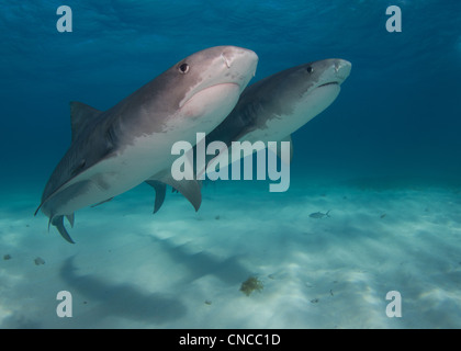 Deux requins Tigre Banque D'Images