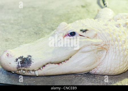 Alligator américain blanc Leucistic, Alligator mississippiensis, au zoo de Houston, Texas. Banque D'Images