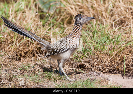 Grand roadrunner, Geococcyx californianus, au refuge faunique Javelina-Martin, dans le sud du Texas. Banque D'Images