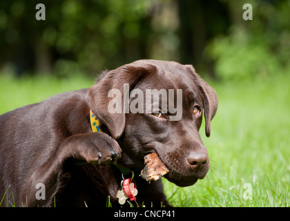 Labrador Chocolat Banque D'Images