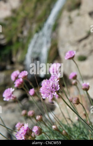 Close up of Thrift (Armeria maritima) sur le rock avec une cascade en arrière-plan Banque D'Images
