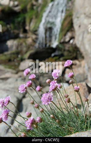 Close up of Thrift (Armeria maritima) sur le rock avec une cascade en arrière-plan Banque D'Images