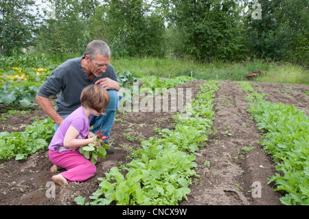 Grand-père et sa petite-fille Choisir des radis à la ferme dans la région de Palmer, Matanuska Valley Susitna, Southcentral Alaska, l'été Banque D'Images