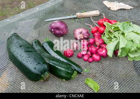 Close up de légumes fraîchement cueillis à la ferme à Palmer, Mat-Su Valley, Southcentral Alaska, l'été Banque D'Images