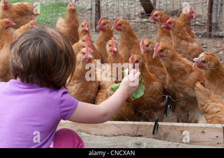 Jeune fille se nourrit de feuilles de radis poulets dans une ferme de Palmer, Mat-Su Valley, Southcentral Alaska, l'été Banque D'Images