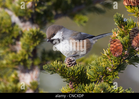 Gros plan d'une mésange perchée sur une branche de la pruche, montagnes Chugach, Southcentral Alaska, Winter Banque D'Images