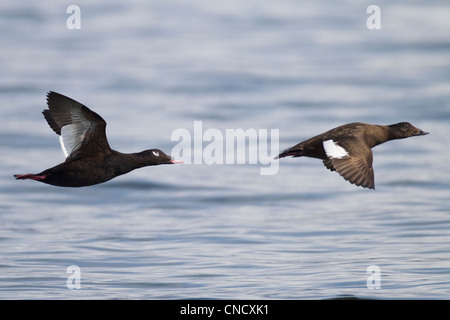 Paire masculine et féminine de la Macreuse brune en vol au dessus de l'eau, le Prince William Sound, Southcentral Alaska, printemps Banque D'Images