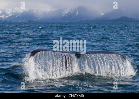 Baleine à bosse fluking avec snowcappped Chugach montagnes en arrière-plan, le Prince William Sound, Alaska Banque D'Images