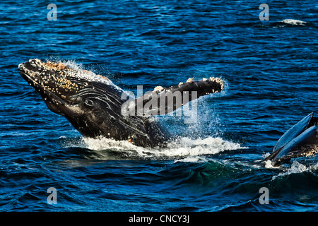 Une paire de baleines à bosse, violer et queue de levage dans les eaux d'Icy Strait, Glacier Bay National Park & Preserve, Alaska Banque D'Images