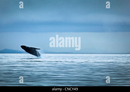 Humpback Whale breaching sur un jour nuageux, Glacier Bay National Park & Préserver, sud-est de l'Alaska, l'été. Banque D'Images