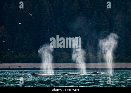 Un groupe de baleines à bosse, l'alimentation, de soufflage et la plongée dans Icy Strait, Glacier Bay National Park & Preserve, Alaska Banque D'Images