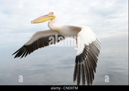 Great White Pelican flying Banque D'Images