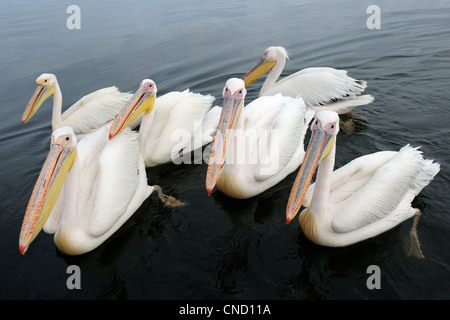 Groupe des grands pélicans blancs dans l'eau Banque D'Images